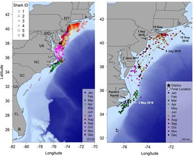 Seasonal Movements and Habitat Use of Juvenile Smooth <mark class="highlighted">Hammerhead Sharks</mark> in the Western North Atlantic Ocean and Significance for Management